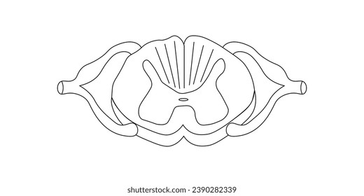 Spinal cord vector illustration. Cross section. Scientific resources for teachers and students. svg