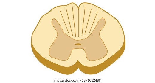 Ilustración vectorial de la médula espinal. Sección transversal. Recursos científicos para profesores y estudiantes.