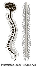 Spinal Cord. Vertebra Eps10 Vector Illustration