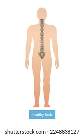 Spinal curvature scoliosis composition with anatomic view of human body silhouette with spine and text vector illustration