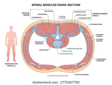 Spinal muscle cross-section shows lumbar anatomy at L3, highlighting vertebral body, spinal canal, and erector spinae for education and orientation. Outline diagram