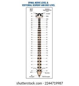 Spinal nerve level,  Vertebral segment and disc level