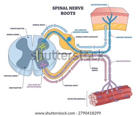Spinal nerve roots overview illustrating dorsal root ganglion, ventral root, and spinal cord cross-section, tracing sensory to motor pathways to muscle. Outline diagram
