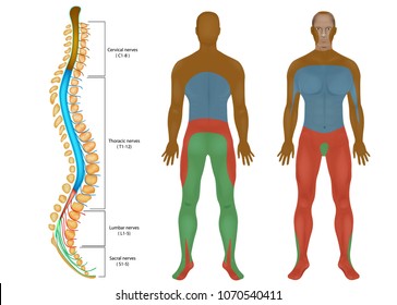 Spinal Dermatomes Chart