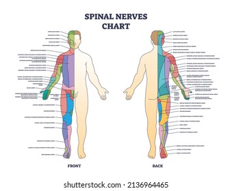 Spinal nerves chart and medical neural network in human body outline diagram. Labeled educational scheme with front and back neurology explanation vector illustration. Nerve sensory system explanation