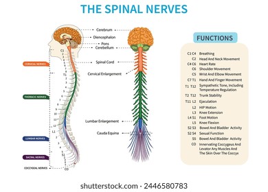 Spinal nerves is essential conduits transmitting sensory and motor signals between the spinal cord and the rest of the body.