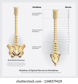 Spinal Nerves and Vertebrae Segments and Roots Vector Illustration