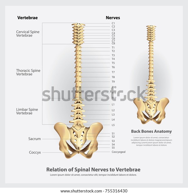 Spinal Nerves and Vertebrae Segments and\
Roots Vector\
Illustration