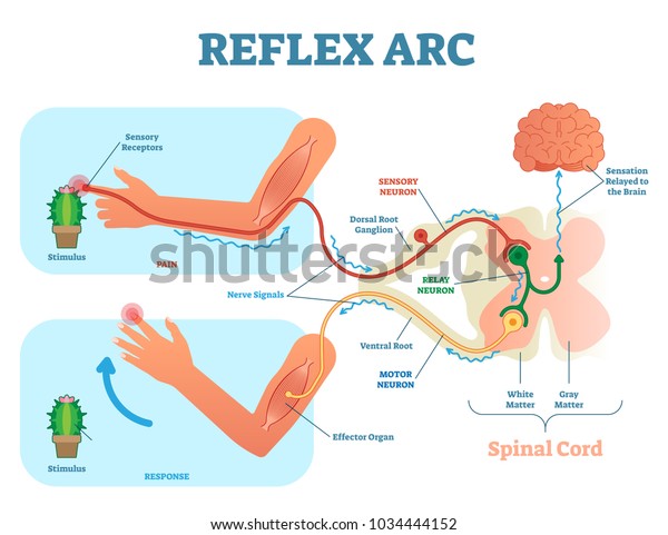 Spinal\
Reflex Arc anatomical scheme, vector illustration, with spinal\
cord, stimulus pathway to the sensory neuron, relay neuron, motor\
neuron and muscle tissue. Educational\
diagram.