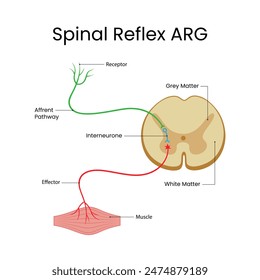 Spinal Reflex Arc Anatomical Vector