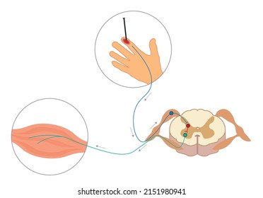 Spinal Reflex Arc Anatomy Vector.