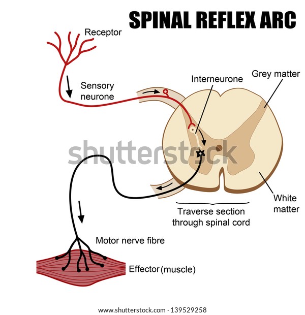 脊髄反射アーク ベクターイラスト 基礎医療教育 診療所用 のベクター画像素材 ロイヤリティフリー
