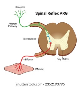 Spinal Reflex Design Vector design 