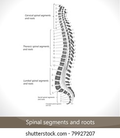 Spinal segments and roots. Detailed diagram.