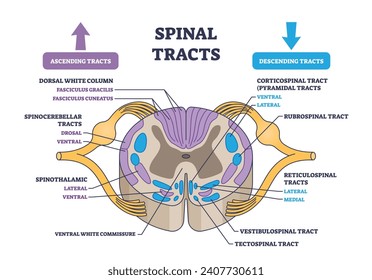 Tractos espinales con diagrama de contorno de partes ascendentes y descendentes. Esquema educativo etiquetado con intercambio de información vía neural ilustración vectorial. Explicación anatómica detallada.