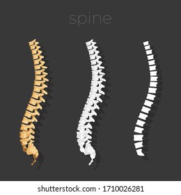 Spinal vector element. Anatomy scheme.