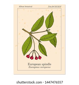 Spindle (Euonymus europaeus), medicinal plant. Hand drawn botanical vector illustration svg