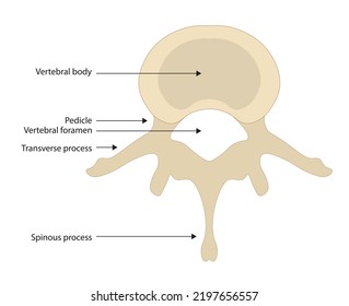 Spine Anatomy Illustration With Structures. Top View Of A Human Vertebra.