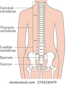 Spine Anatomy Labeled Vertebral Column Diagram