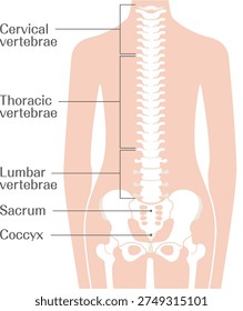 Spine Anatomy Labeled Vertebral Column Diagram