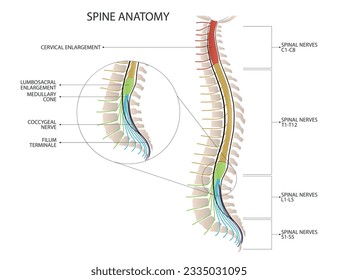 
Spine anatomy. Structure of spine. Medical vector illustration.