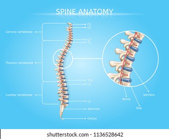 Spine Anatomy Vector Medical Scheme with Vertebral Column Regions Lateral View Realistic Illustration. Human Body Internal Structures, Musculoskeletal System Elements Detailed Chart with Text Labels