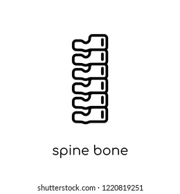 Spine Bone icon. Trendy modern flat linear vector Spine Bone icon on white background from thin line Human Body Parts collection, editable outline stroke vector illustration