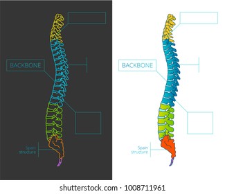 Spine bone vector detailed illustration with colored sections. Health care educational information template. 