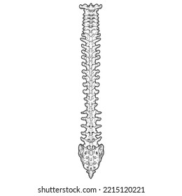 Spine Bones Illustration Medical Drawing
