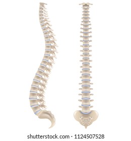 Spine bones isolated on white photo-realistic vector illustration