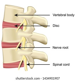 Spine Disc And Vertebral Body Anatomy Medical Vector Illustration On White Background Eps 10