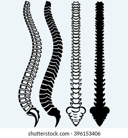 Spine from the front, profile. Isolated on blue background. Vector silhouettes