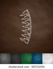 spine icon. Hand drawn vector illustration. Chalkboard Design