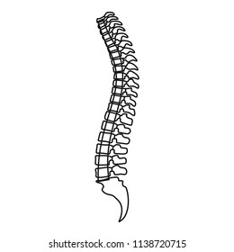 Spine icon. Outline spine vector icon for web design isolated on white background