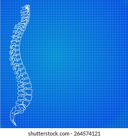 Spine illustration. Spinal segments and roots. Beautiful deep blue color.