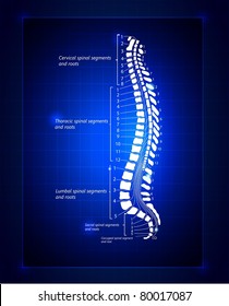 Spine illustration. Spinal segments and roots. Beautiful deep blue color.