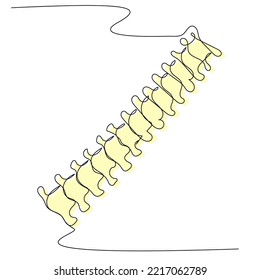 Spine in one line with a colored silhouette on a white isolate. The concept of back pain and bone and cartilage health. Stock vector image of age-related changes and pinched discs.