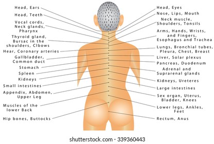 Spine - organ correlation. The Spine Is Connected With All Organs And Can Cause Pain In Different Parts Of The Body. Autonomic nervous system, innervation of internal organs