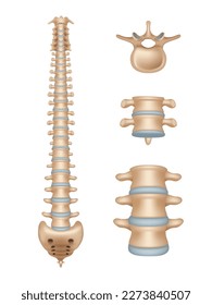 Spine. Realistic medical illustrations of spinal segments vertebra anatomy decent vector medical template illustrations