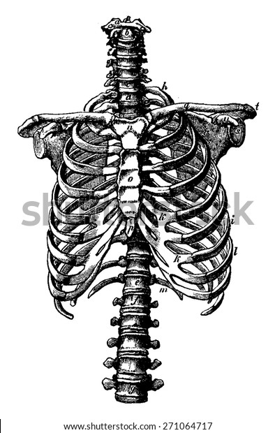 背骨と肋骨のかごの権利 ビンテージ彫刻イラスト ラ ヴィ ダン ラ ネイチャー 1890年 のベクター画像素材 ロイヤリティフリー 271064717
