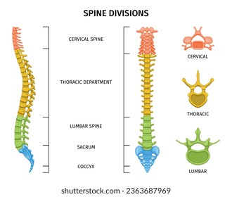 Estructura de columna composición de anatomía con visión coloreada de divisiones de columna con subtítulos de texto editables e ilustración vectorial de vértebras