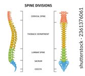 Spine structure anatomy composition with spine divisions chart editable text captions and colored images of spine vector illustration