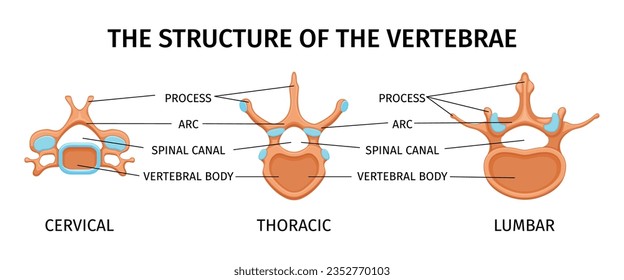 Estructura espinal composición de anatomía con imágenes aisladas para vértebras torácicas y lumbares cervicales con subtítulos de texto ilustración vectorial