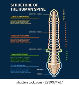 Spine structure infographic. Human vertebral, specifying all divisions, educational science anatomical model, skeleton part, 3d realistic isolated element, copy space, utter vector concept