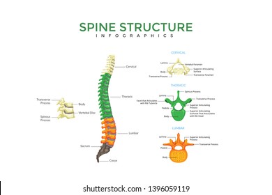 Spine Structure Medical Infographic Chart Composition Poster Illustration, Suitable For Education, Presentation, Print and Other Related Occasion