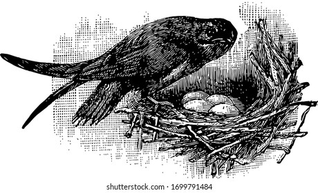 Spine Tailed Chimney Swift Is Also Well Known Black Chimney Swift Of The United States, Vintage Line Drawing Or Engraving Illustration.