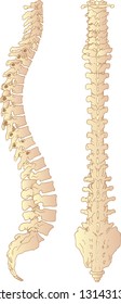 The spine in two perspectives