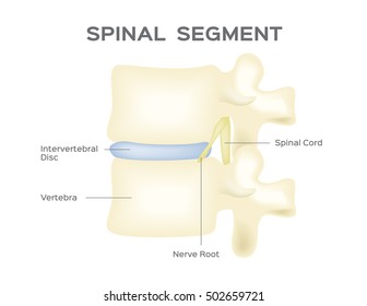 spine vector . anatomy . spinal segment