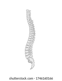 Spine vector icon. Spine diagnostics and therapy symbol