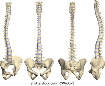 Spine Vector With Pelvis In Four Positions